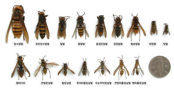 종류별 벌 크기 비교 (사진출처=국립공원공단)