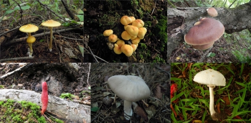 (왼쪽 위부터 시계방향 순으로) 개나리광대버섯, 노란다발버섯, 화경버섯, 흰독큰갓버섯, 외대버섯, 붉은사슴뿔버섯 (사진출처=국립공원공단)