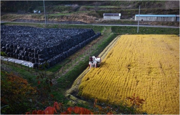 후쿠시마 원전사고로 가장 큰 피해를 입은 지역은 역시 후쿠시마다. 그런데 이 지역에서는 사고 수습과정에서 모아둔 방사능 오염 폐기물을 무방비하게 방치해두고 있다. 그리고 그 옆에서는 주민들이 생계를 이어가기 위해 농사를 짓고 있다. (사진출처=일본 마이니치 신문)