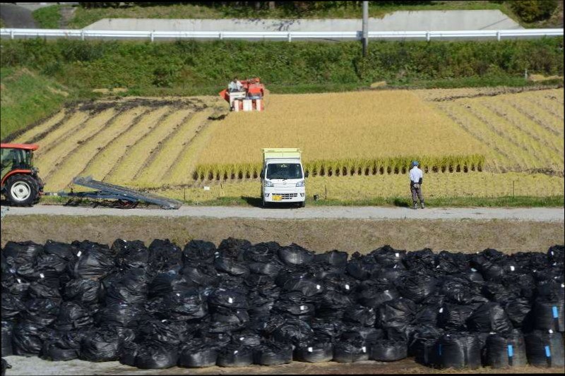 사진 속 검은 봉지는 후쿠시마 토양의 제염 과정에서 발생한 방사능 오염토 등을 보관하고 있는 것으로 해당 지역 주민들은 오염토 봉지 바로 옆에서 농사를 짓고 있다. 해당 사실이 빠르게 확산되며 논란이 일자 일본 정부는 그제서야 오염토 봉투를 다른 곳으로 옮겼다. (사진출처=일본 마이니치 신문)