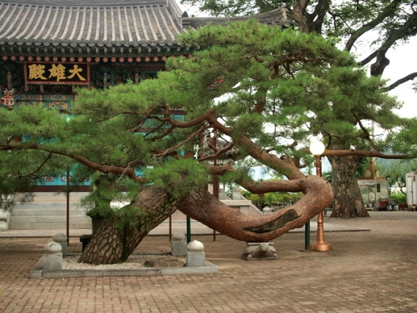 충북 충주 단원동 소나무.(사진=산림청)